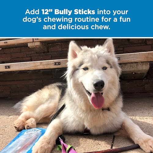 12 Inch Bully Sticks for Dogs (25 Count)